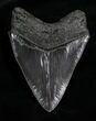 Sharply Serrated SC Megalodon Tooth - #4267-2